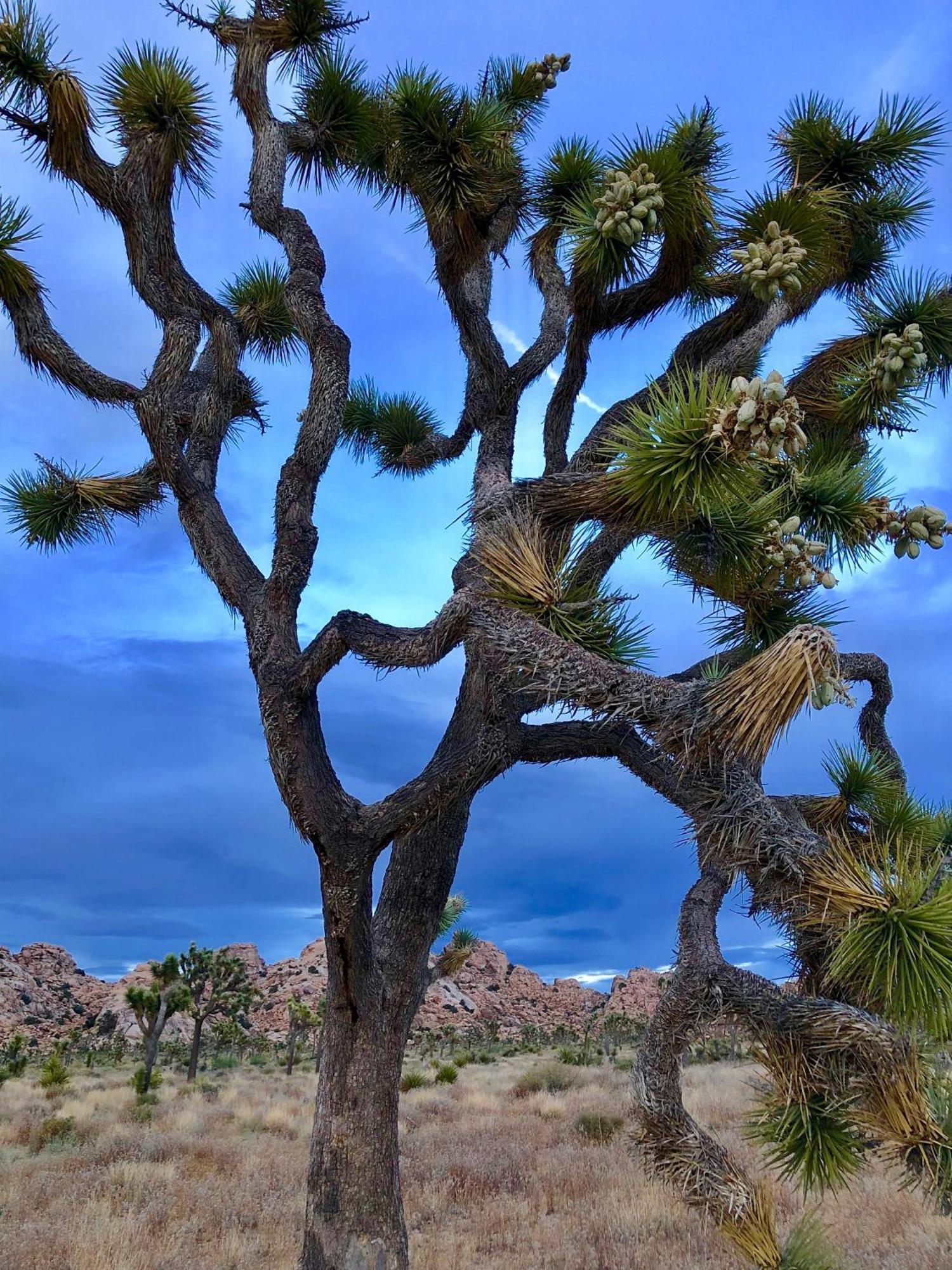 Cozy Desert Retreat With Amazing Views Only 4 Miles To Jtnp Joshua Tree Zewnętrze zdjęcie
