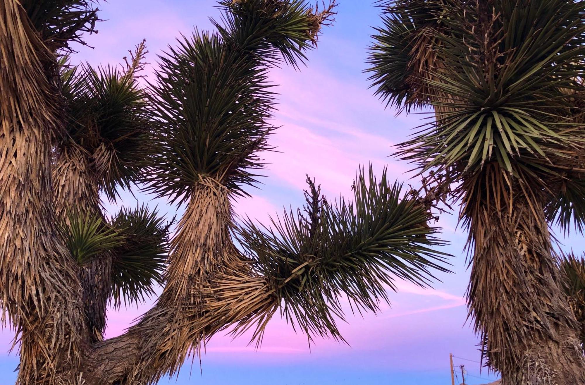 Cozy Desert Retreat With Amazing Views Only 4 Miles To Jtnp Joshua Tree Zewnętrze zdjęcie